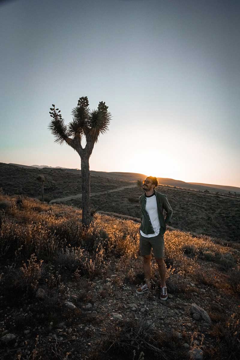 Joshua Tree Gezi Rehberi