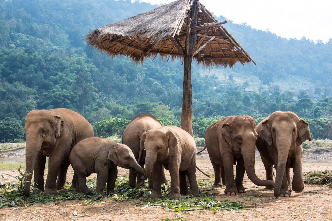 Chiang Mai Gezilecek Yerler